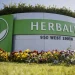 Review Collagen Herbalife - Beauty Powder Drink Herbalife - Thời Báo Việt