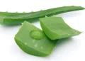 Nước lô hội Herbalife có tốt không? - Thời Báo Việt