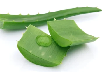 Nước lô hội Herbalife có tốt không? - Thời Báo Việt
