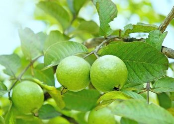 Bật mí cách giảm cân bằng lá ổi trong 1 tuần - Thời Báo Việt