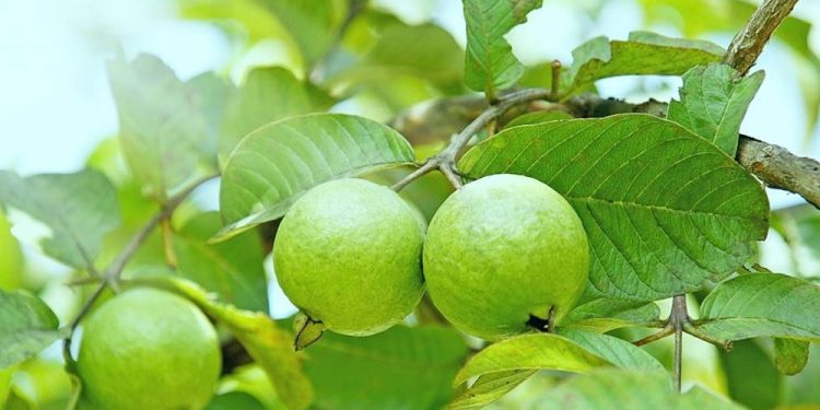 Bật mí cách giảm cân bằng lá ổi trong 1 tuần - Thời Báo Việt