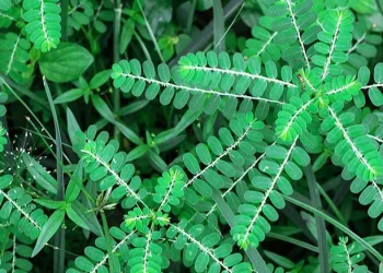 Tác dụng của cây chó đẻ răng cưa với người bệnh viêm gan B - Thời Báo Việt