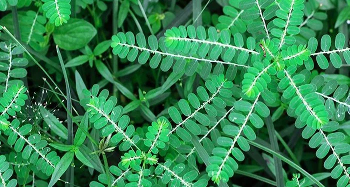Tác dụng của cây chó đẻ răng cưa với người bệnh viêm gan B - Thời Báo Việt