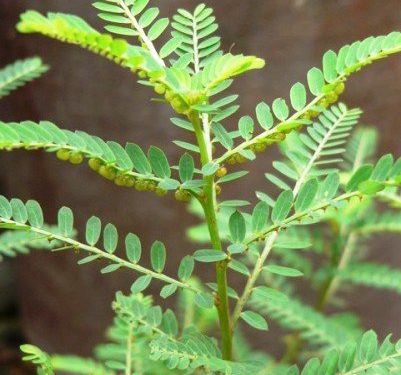 3 bài thuốc từ cây chó đẻ răng cưa giúp hỗ trợ điều trị viêm gan B hiệu quả - Thời Báo Việt
