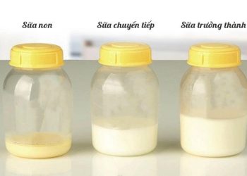 Sữa non là gì? Uống sữa non bao lâu thì có tác dụng? - Thời Báo Việt