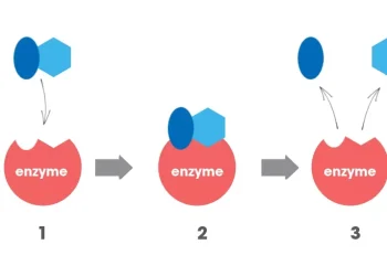 Vai trò của enzyme trong cơ thể quan trọng như thế nào? - Thời Báo Việt