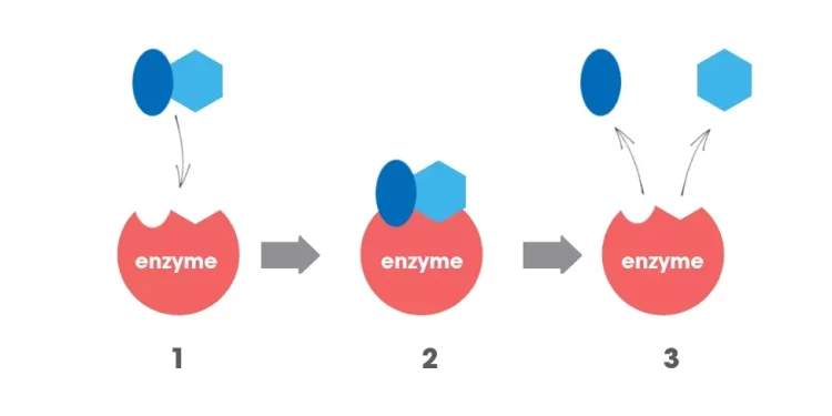 Vai trò của enzyme trong cơ thể quan trọng như thế nào? - Thời Báo Việt