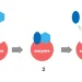 Vai trò của enzyme trong cơ thể quan trọng như thế nào? - Thời Báo Việt
