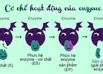 Enzyme là gì và các loại enzyme trong cơ thể - Thời Báo Việt