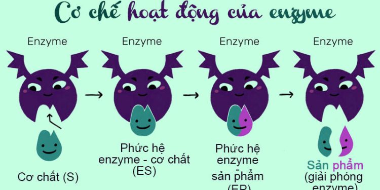 Enzyme là gì và các loại enzyme trong cơ thể - Thời Báo Việt
