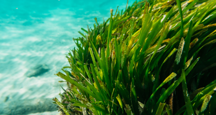 10 lợi ích của tảo xoắn spirulina với sức khỏe người dùng - Thời Báo Việt