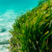 10 lợi ích của tảo xoắn spirulina với sức khỏe người dùng - Thời Báo Việt
